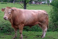 Ein Rind auf der Wiese.